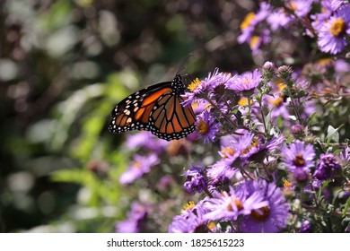 Monarch butterfly pollinating purple flowers - Shutterstock ID 1825615223