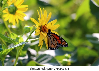 Monarch butterfly pollinating yellow daisy flower on sunny day - Powered by Shutterstock