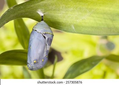 Monarch butterfly pupa beginning to darken