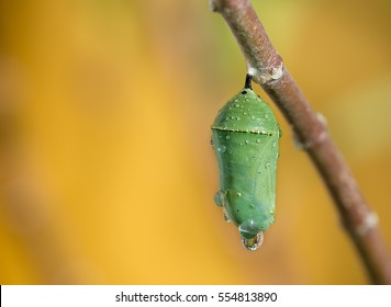 Monarch butterfly pupae covered in morning dew on milkweed branch. Closeup with copy space. 