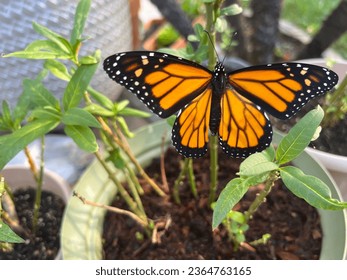 Monarch butterfly resting on milkweed - Powered by Shutterstock