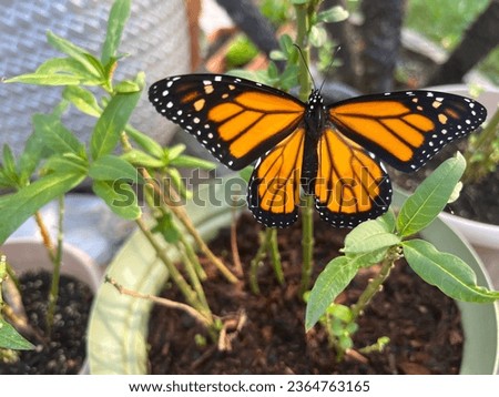Monarch butterfly resting on milkweed