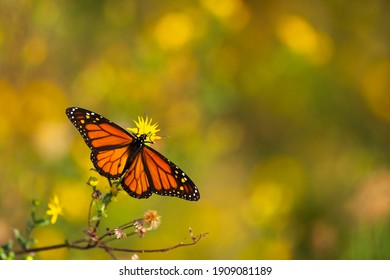 A monarch butterfly rests on a flower in Daphne, AL, on Oct. 20, 2020. The image features copy space on the right and above the focal point.