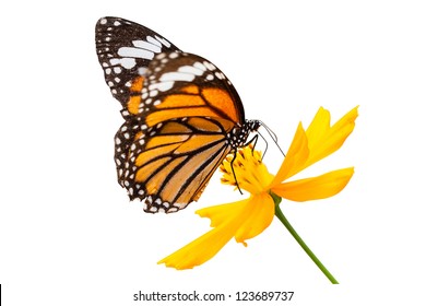 Monarch butterfly seeking nectar on a flower on white background using path - Powered by Shutterstock