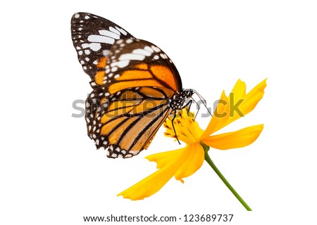 Monarch butterfly seeking nectar on a flower on white background using path