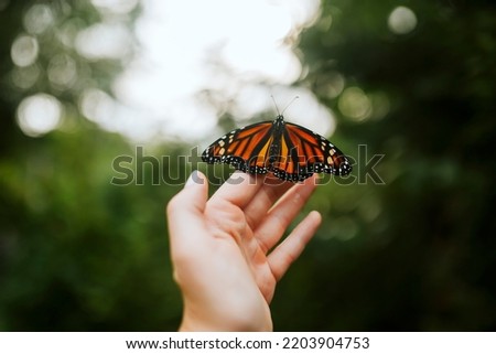 Monarch butterfly set to release