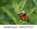 The Monarch Butterfly or simply Monarch (Danaus plexippus).