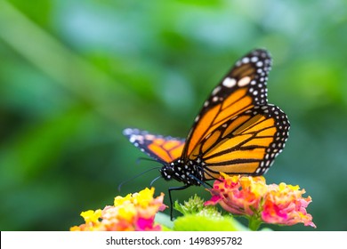 The Monarch Butterfly Or Simply Monarch (Danaus Plexippus) On The Flower Garden.