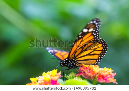The monarch butterfly or simply monarch (Danaus plexippus) on the flower garden.
