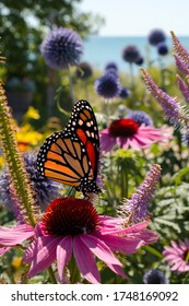 Monarch Butterfly sips nectar from beautiful wildflowers in a perennial garden during Summer
