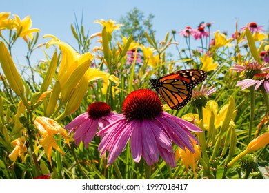 Monarch Butterfly sips nectar from beautiful wildflower and lilies in perennial garden
