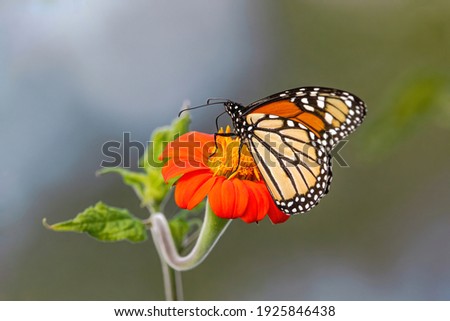 A Monarch Butterfly sitting atop a bright orange Mexican Sunflower with a curvy, undulating stem, viewed up close from an interesting angle.
