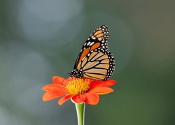 Monarch Butterfly Sitting On Orange Tithonia In Late Summer During Migration