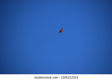 Monarch Butterfly Soaring Isolated On Blue Sky