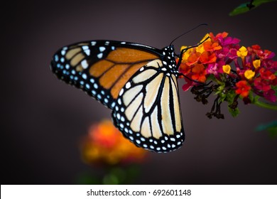 Monarch Butterfly  In Southern California