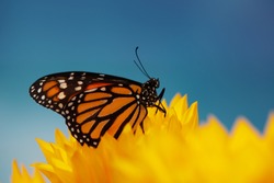 Monarch Butterfly In Sunflower Flower. Macro Closeup, Shallow DOF.
