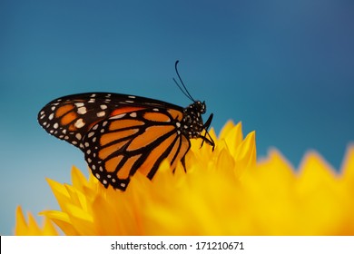 Monarch Butterfly In Sunflower Flower. Macro Closeup, Shallow DOF.