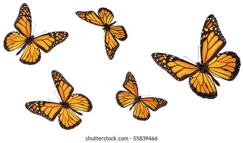 Monarch butterfly in various flying positions. Isolated on white, studio shot. - Shutterstock ID 55839466