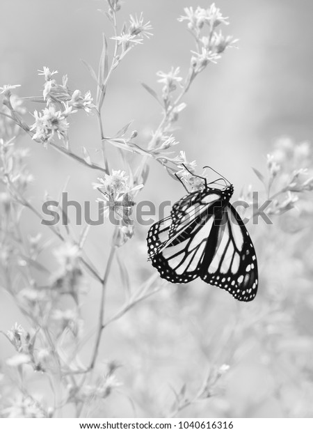 Monarch Butterfly Vertical Black White Photo Stock Photo Edit Now