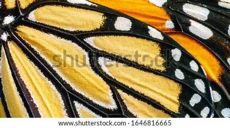 monarch butterfly wing orange macro