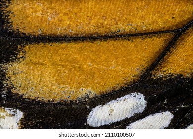 Monarch Butterfly Wing Scales Detail