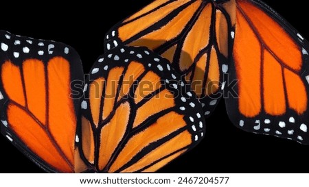 monarch butterfly wings. abstract pattern of tropical monarch butterfly wings. orange background.