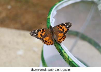 A Monarch Butterfly With Its Wings Open On The Edge Of A Butterfly Enclosure.