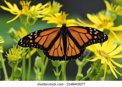 Monarch Butterfly Wings Spread Stock Photo 2148492077 | Shutterstock