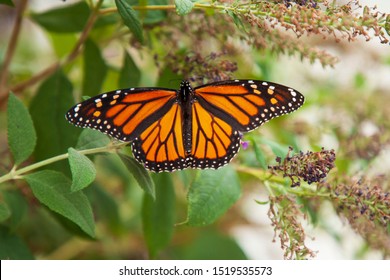 Monarch Danaus Plexippus Milkweed Butterfly Subfamily Stock Photo ...