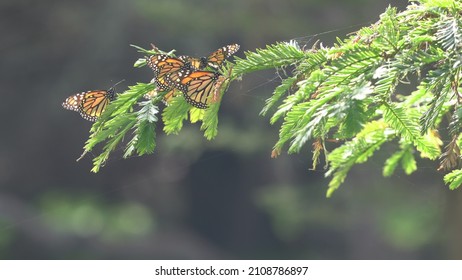 Monarch Butterfly Winter Migration. Pacific Grove, California.