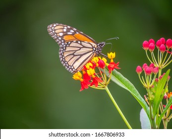 夏 蝶 の写真素材 画像 写真 Shutterstock