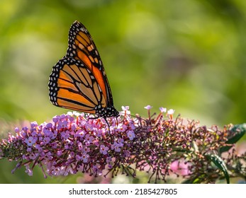 33,031 Nymphalidae Images, Stock Photos & Vectors | Shutterstock