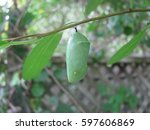 MONARCH CACOON