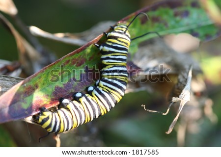 monarch caterpillar
