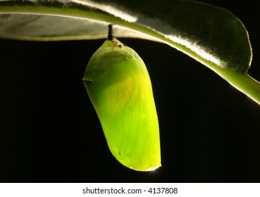 Monarch Caterpillar In Cocoon