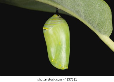 Monarch Caterpillar In Cocoon