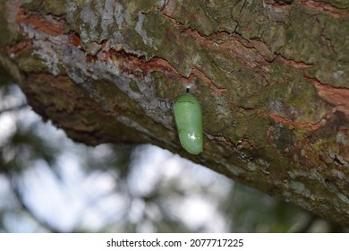 Monarch Caterpillar Cocoon In Nature