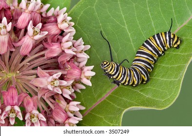 9,278 Monarch and caterpillar Images, Stock Photos & Vectors | Shutterstock