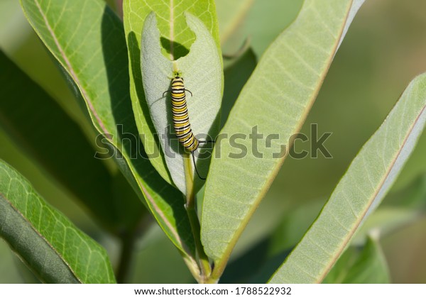 Monarch\
caterpillar eating a common milkweed leaf.\
