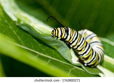 Monarch Caterpillar Eating A Leaf