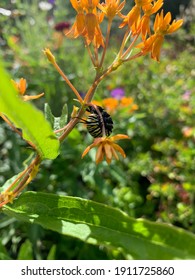 Monarch Caterpillar Eating A Leaf 