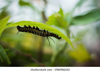 Monarch Caterpillar Eating A Leaf