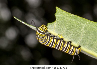 Monarch Caterpillar Eating Milkweed