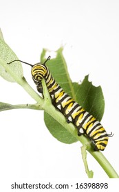 Monarch Caterpillar Eating Milkweed