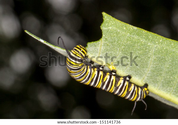 Monarch Caterpillar Eating Milkweed Stock Photo (Edit Now) 151141736