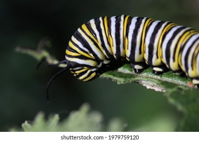 Monarch Caterpillar Eating A Milkweed Leaf 