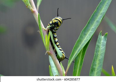 Monarch Caterpillar Eating Milkweed Leaves In The Garden