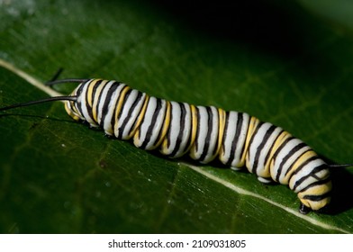 Monarch Caterpillar Eating On A Leaf 