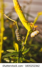 Monarch Caterpillar Eating On A Milkweed