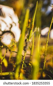 Monarch Caterpillar Eating Some Milkweed